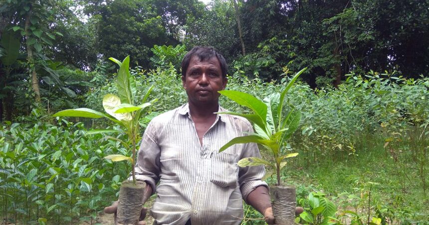 ফুলবাড়ীতে বিরল প্রজাতির কাইজেলিয়া গাছের চারা উৎপাদন করলেন কৃষক রমনী কান্ত