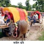 কালের আবর্তনে ও প্রযুক্তির ছোঁয়ায় হারিয়ে যেতে বসেছে ঐতিহ্যবাহী গরুর গাড়ি ও গাড়িয়াল পেশা