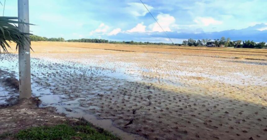 কমলগঞ্জে সাড়ে ৬ হাজার কৃষক ক্ষতিগ্রস্ত