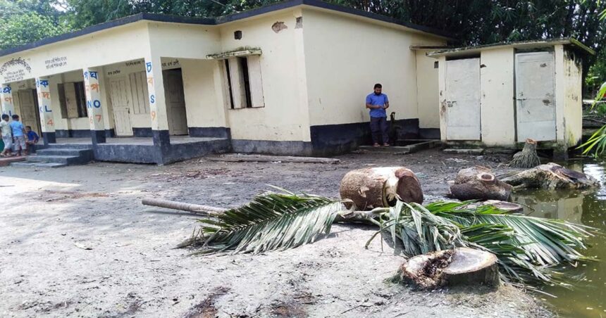 মুরাদনগরে অনুমতি ছাড়াই স্কুলের গাছ কেটে নেওয়ার অভিযোগ