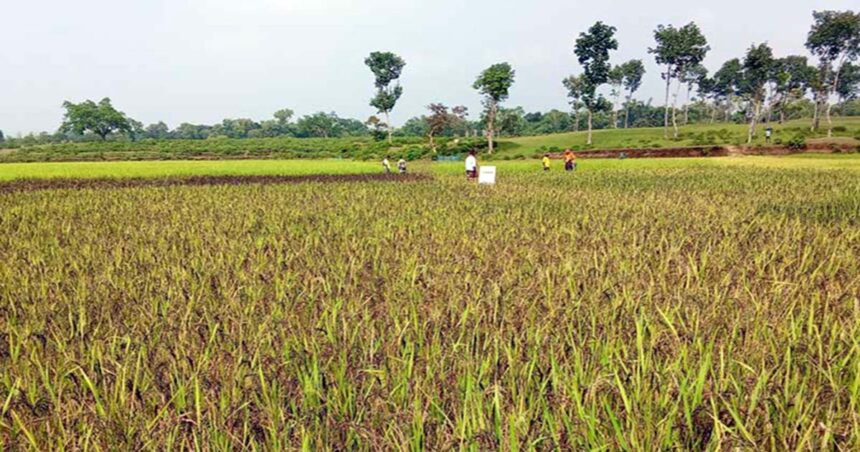 এক জমিতে ১১ জাতের ধান চাষ