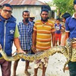 নিশ্চিত মৃত্যুর হাত থেকে রক্ষা পেল অজগর