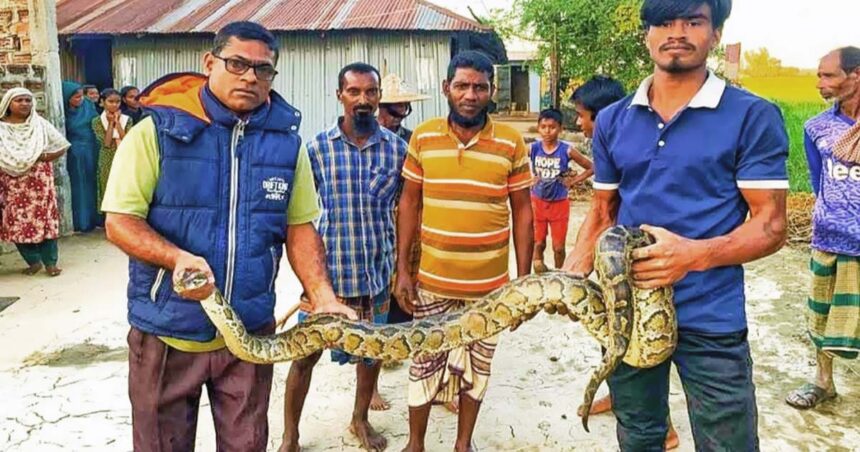 নিশ্চিত মৃত্যুর হাত থেকে রক্ষা পেল অজগর