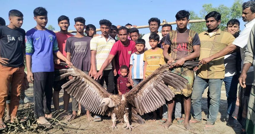 ফুলবাড়ীতে শকুন দেখতে উৎসুক জনতার ভীড়